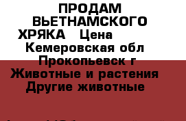 ПРОДАМ ВЬЕТНАМСКОГО ХРЯКА › Цена ­ 3 000 - Кемеровская обл., Прокопьевск г. Животные и растения » Другие животные   